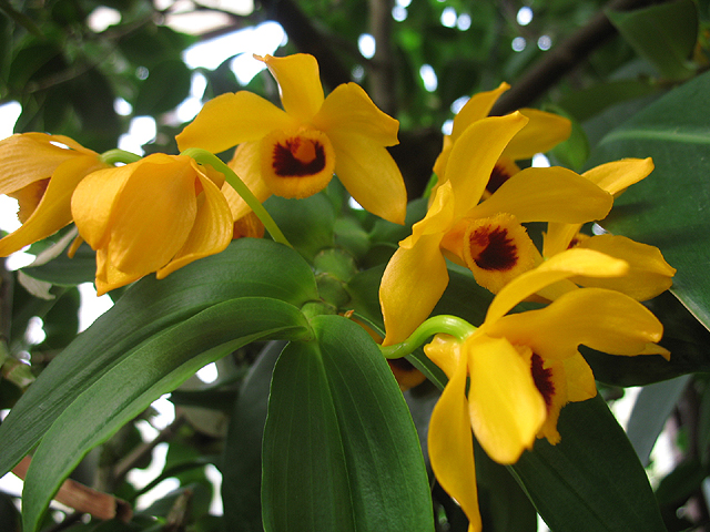 Fotos Dendrobium ochreatum - 