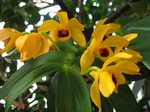 Dendrobium ochreatum - 