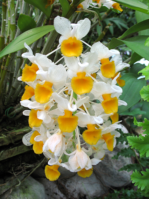 Photos Dendrobium thyrsiflorum - 