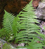 Deparia acrostichoides - Doppelschleier-Farn
