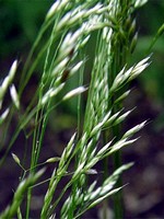 Deschampsia flexuosa - Draht-Schmiele, Flatter-Schmiele
