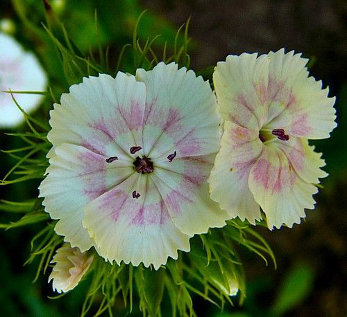 Photos Dianthus barbatus - 