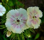 Photos Dianthus barbatus