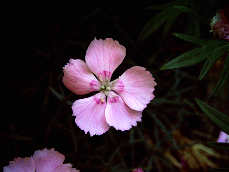 Foto Dianthus caesius - 