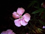 Photos Dianthus caesius