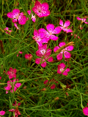 Photos Dianthus deltoides - Maiden pink