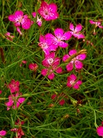 Photos Dianthus deltoides