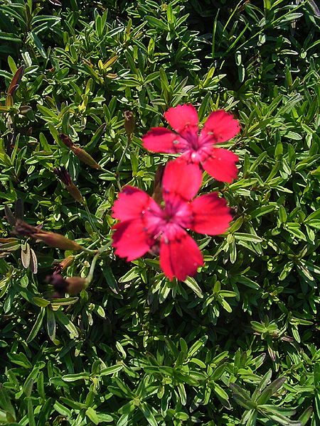 Photos Dianthus deltoides - Maiden pink