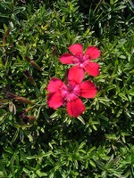 Photos Dianthus deltoides