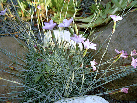 Photos Dianthus freynii - 