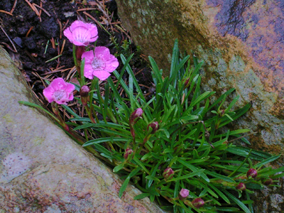 Photos Dianthus glacialis - 