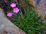 Photos Dianthus glacialis