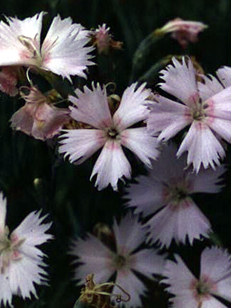 Photos Dianthus gratianopolitanus - Cheddar pink