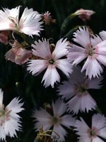 Photos Dianthus gratianopolitanus