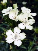 Photos Dianthus knappii
