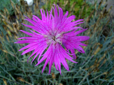 Photos Dianthus monspessulanus