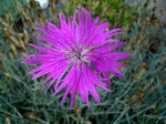 Photos Dianthus monspessulanus