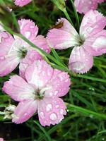 Photos Dianthus pavonius