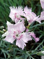 Photos Dianthus plumarius