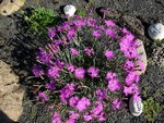 Photos Dianthus sternbergii