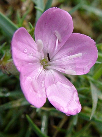Photos Dianthus subacaulis - 