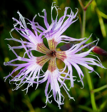 Photos Dianthus superbus - 