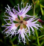 Photos Dianthus superbus