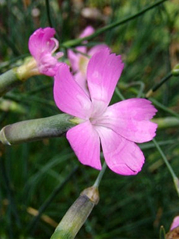 Photos Dianthus sylvestris - 