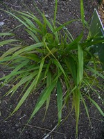 Diarrhena japonica - 