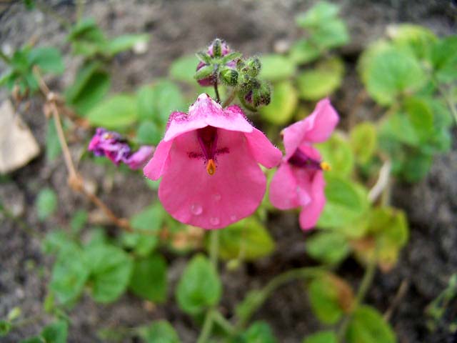 Photos Diascia tetcanensis - Twinspur