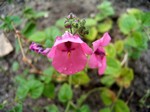 Diascia tetcanensis - Garten-Doppelh�rnchen, Garten-Doppelsporn