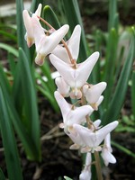 Photos Dicentra cucullaria