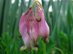 Photos Dicentra eximia