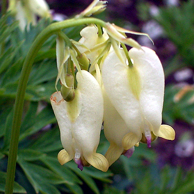 Photos Dicentra formosa - 