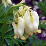 Photos Dicentra formosa