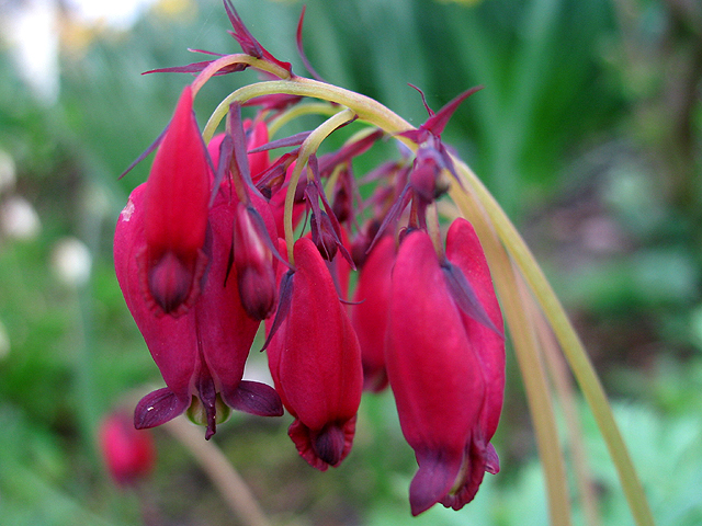 Photos Dicentra formosa - 