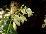 Photos Dicentra formosa
