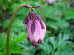 Photos Dicentra formosa