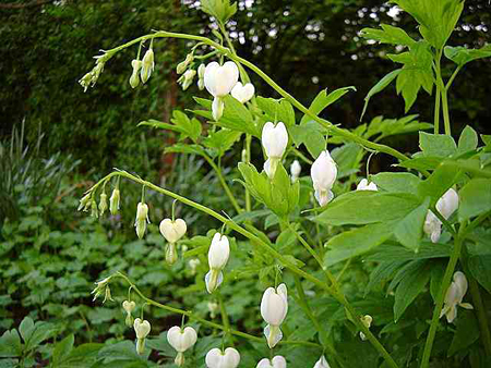 Photos Dicentra spectabilis - 