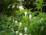 Photos Dicentra spectabilis