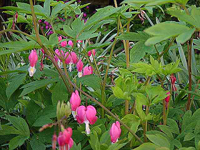 Photos Dicentra spectabilis - 