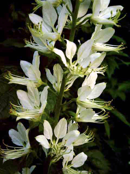Photos Dictamnus albus - Gasplant