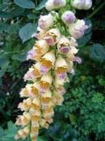 Photos Digitalis ferruginea