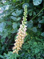 Photos Digitalis ferruginea