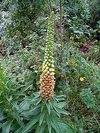 Photos Digitalis lanata - Rusty foxglove