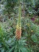 Photos Digitalis lanata