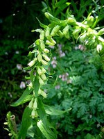 Photos Digitalis lutea