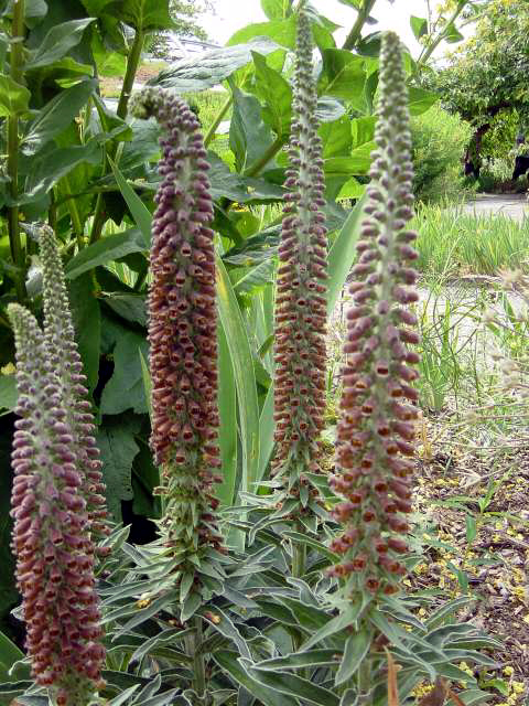 Photos Digitalis parviflora - Rusty foxglove