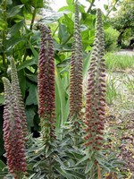 Photos Digitalis parviflora
