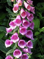 Photos Digitalis purpurea